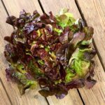 Oak leave lettuce red