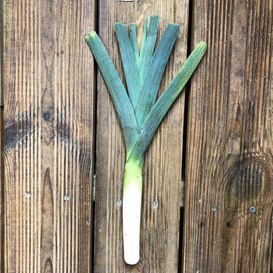 Leek