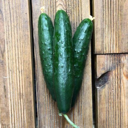 Cucumber Italian spiky
