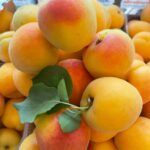 Apricot