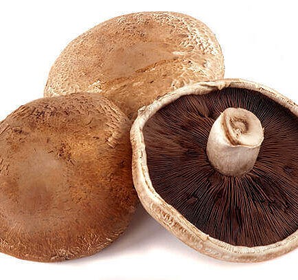 mushroom portobello